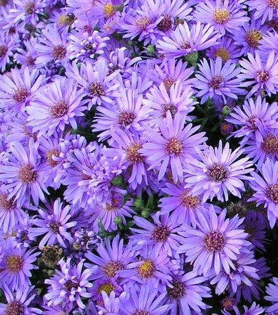 ASTER NOVAE-ANGLIAE / NEW ENGLAND ASTER
