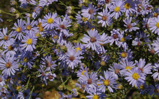 ASTER LAEVIS / SMOOTH ASTER