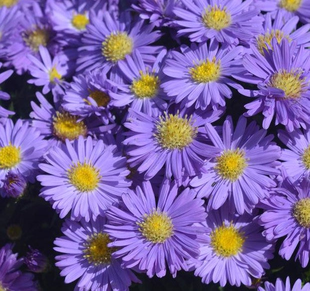 ASTER X KICKIN® LAVENDER / KICKIN® LAVENDER ASTER