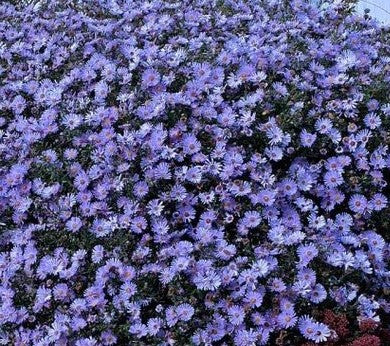 ASTER X KICKIN® LILAC BLUE / KICKIN® LILAC BLUE ASTER
