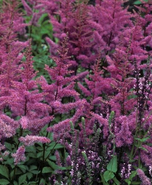 ASTILBE ARENDSII AMETHYST / FALSE SPIREA