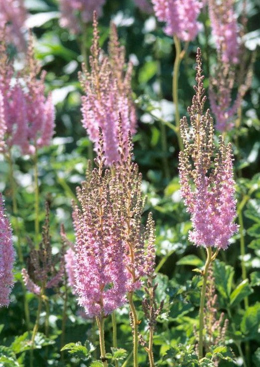 ASTILBE CHINENSIS VAR. TAQUETII SUPERBA / FALL ASTILBE, CHINESE ASTILBE