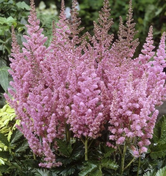 ASTILBE CHINENSIS VISION IN PINK / FALSE SPIREA