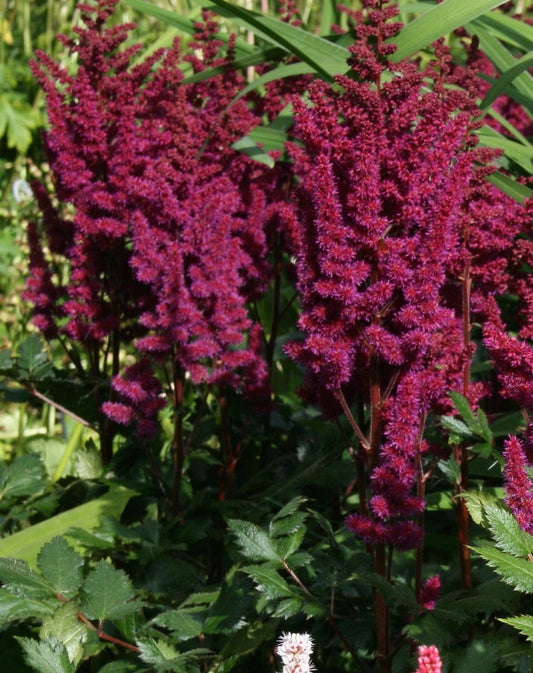 ASTILBE CHINENSIS VISION IN RED / FALSE SPIREA