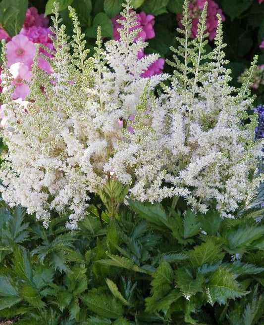 ASTILBE CHINENSIS VISION IN WHITE / FALSE SPIREA