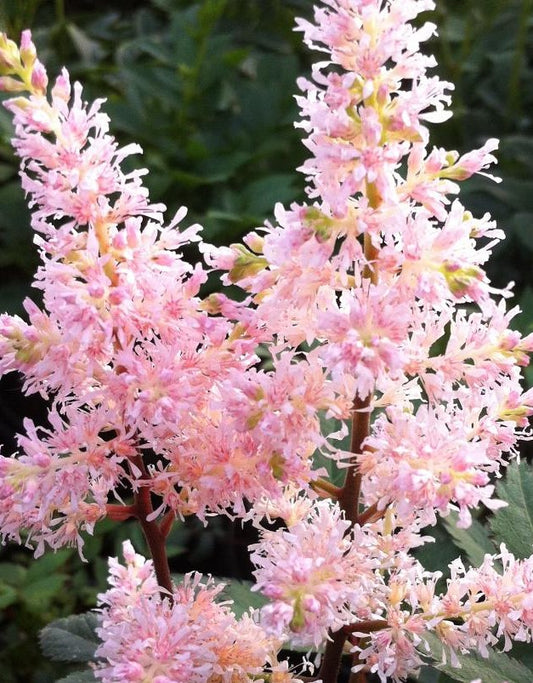 ASTILBE JAPONICA PEACH BLOSSOM / FALSE SPIREA