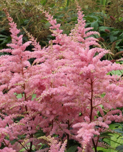 ASTILBE X BRESSINGHAM BEAUTY / FALSE SPIREA