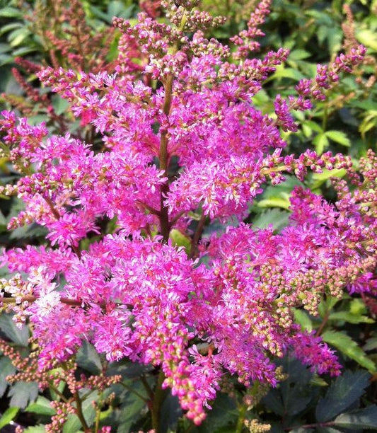 ASTILBE X YOUNIQUE LILAC™ / YOUNIQUE LILAC™ ASTILBE