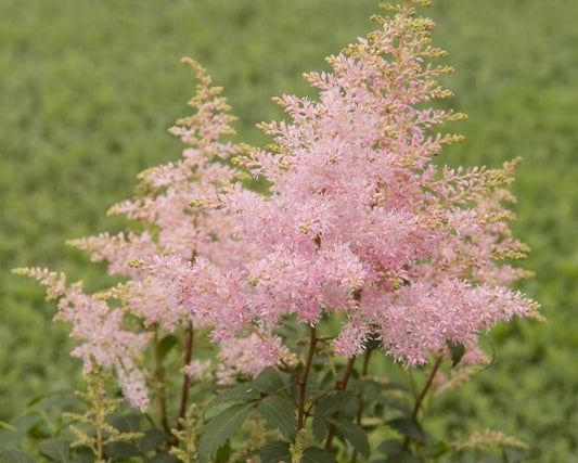 ASTILBE X YOUNIQUE SILVERY PINK™ (VERSSILVERYPINK) / FALSE SPIREA