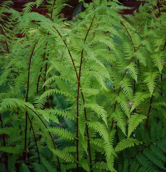 ATHYRIUM ANGUSTUM FORMA RUBELLUM / LADY IN RED FERN