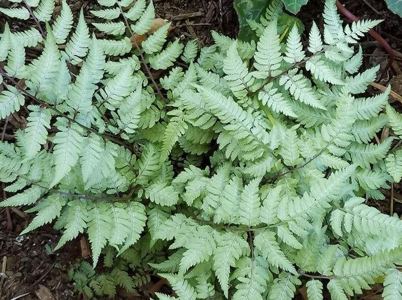 ATHYRIUM NIPONICUM PICTUM PEARLY WHITE / JAPANESE PAINTED FERN