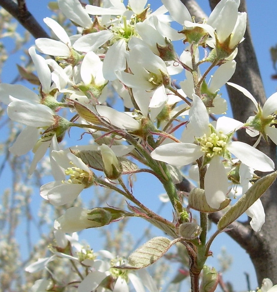 AMELANCHIER X GRANDIFLORA AUTUMN BRILLIANCE / AUTUMN BRILLIANCE SERVICEBERRY