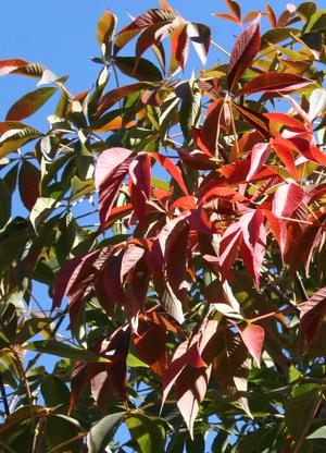 AESCULUS X ARNOLDIANA AUTUMN SPLENDOR / AUTUMN SPLENDOR HORSECHESTNUT