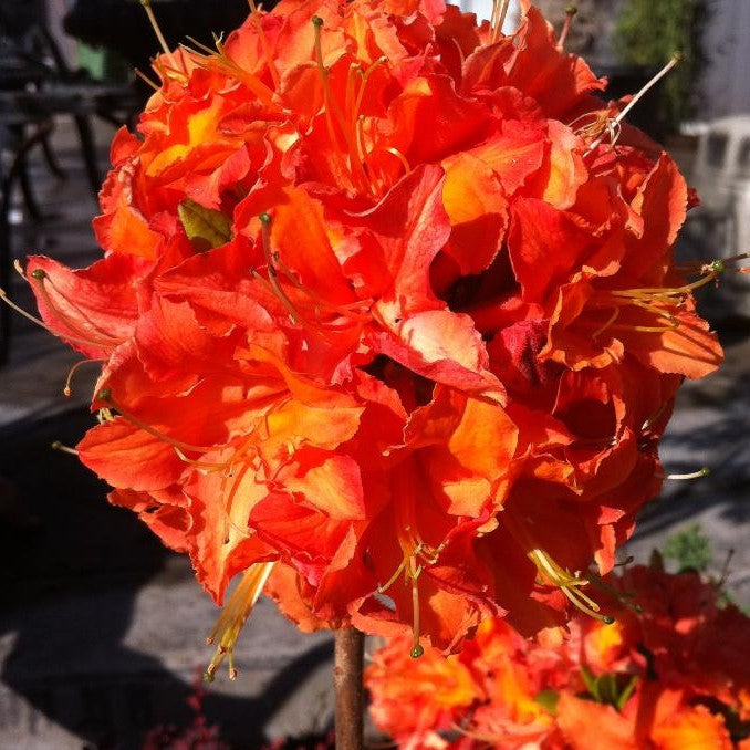 AZALEA MANDARIN LIGHTS / MANDARIN LIGHTS AZALEA