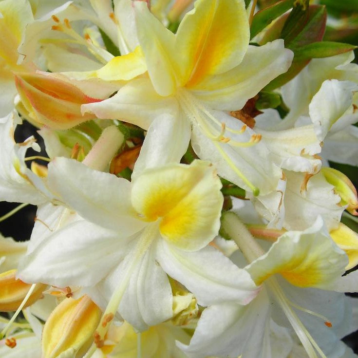 AZALEA NORTHERN HI-LIGHTS / NORTHERN HI-LIGHTS AZALEA