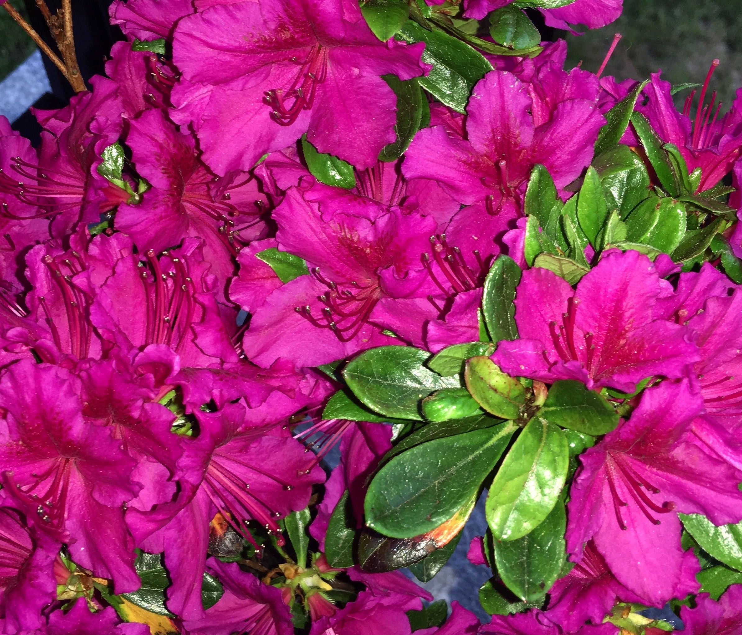 AZALEA (RHODODENDRON) GIRARD&