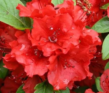 AZALEA (RHODODENDRON) GIRARD&