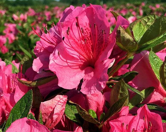 AZALEA (RHODODENDRON) GIRARD&