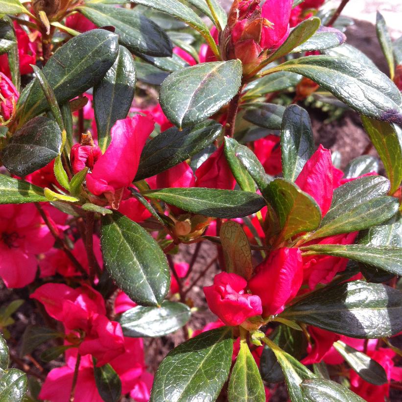 AZALEA (RHODODENDRON) GIRARD&
