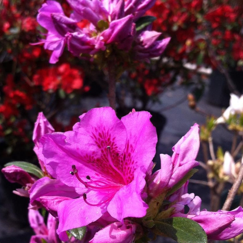 AZALEA (RHODODENDRON) HERBERT / HERBERT AZALEA