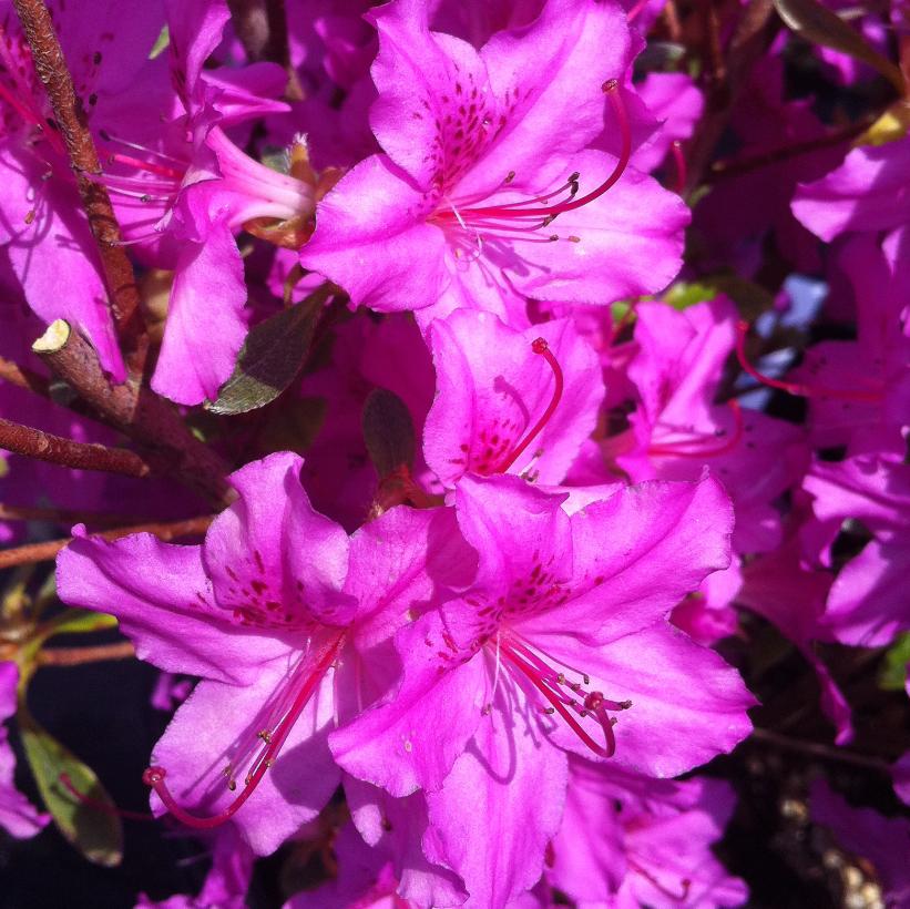 AZALEA (RHODODENDRON) KAREN / KAREN AZALEA