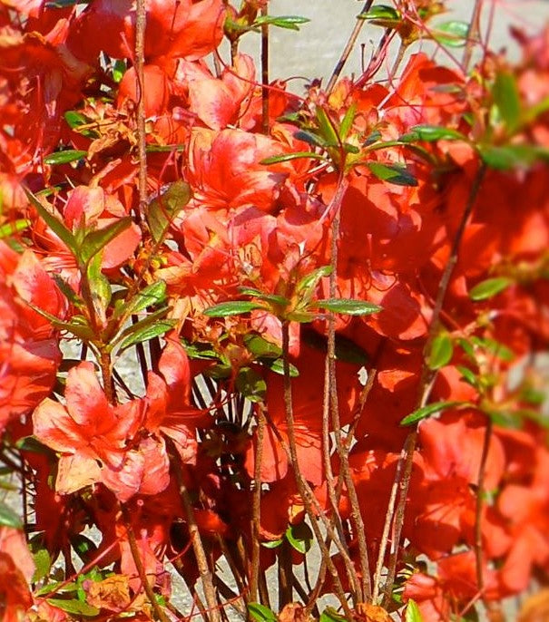 AZALEA (RHODODENDRON) STEWARTSTONIAN / STEWARTSTONIAN AZALEA