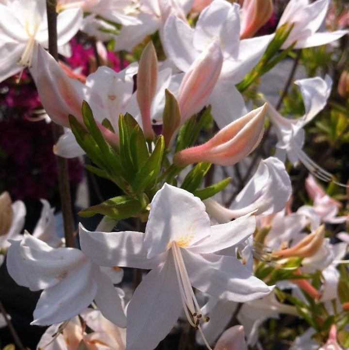 AZALEA WHITE LIGHTS / WHITE LIGHTS AZALEA