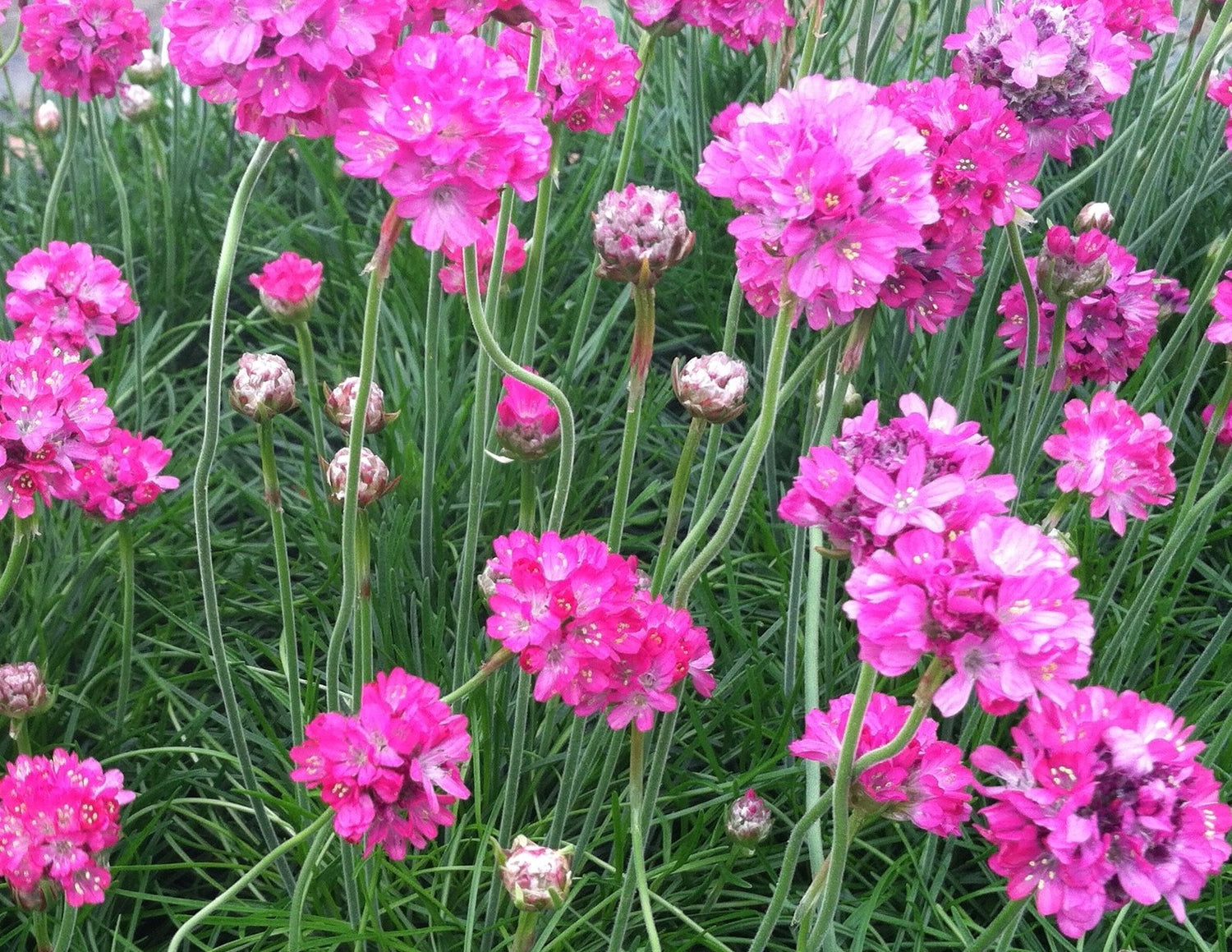 ARMERIA MARITIMA SPLENDENS / SEA THRIFT