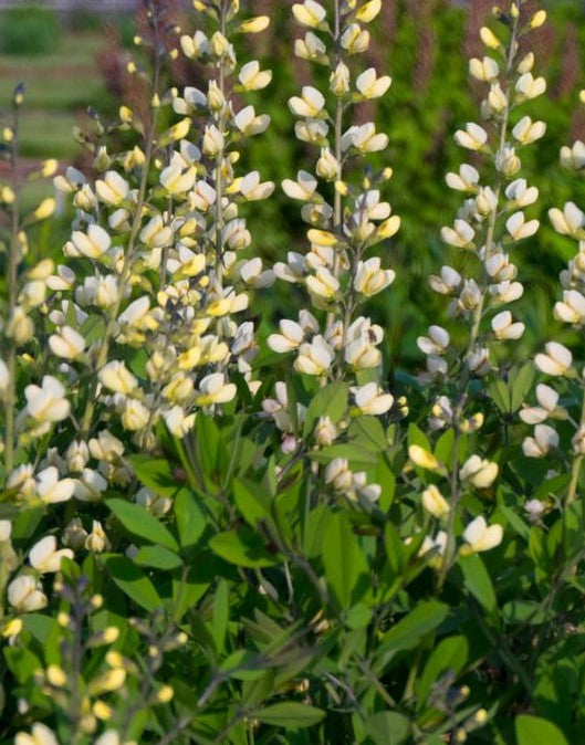 BAPTISIA X VANILLA CREAM / FALSE INDIGO