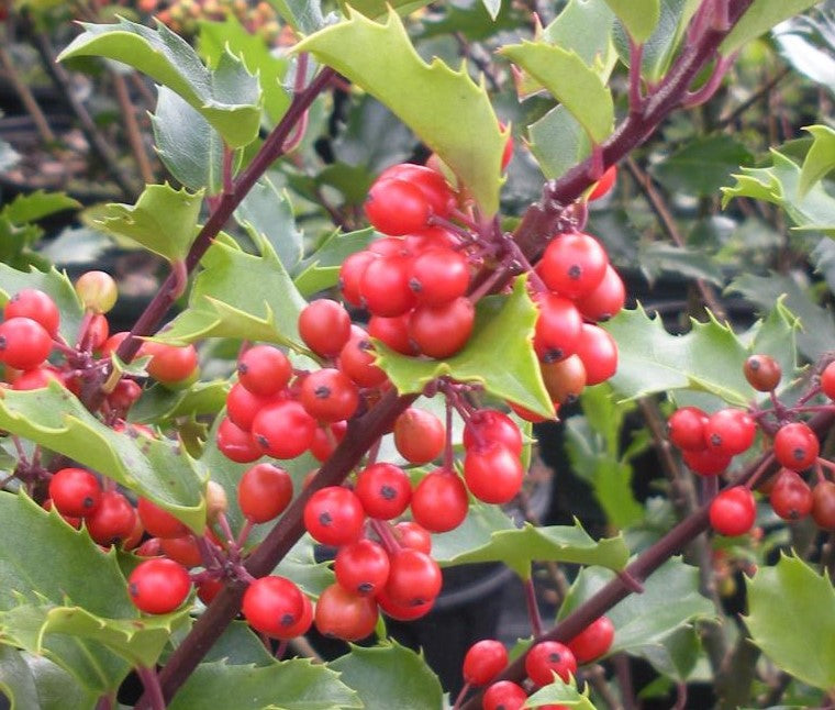 ILEX X MESERVEAE BERRI MAGIC® (BLUE PRINCE &amp; PRINCESS) / BERRI MAGIC® HOLLY