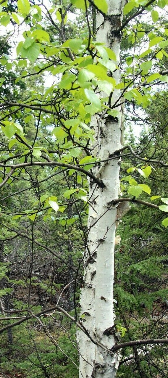 BETULA PAPYRIFERA / PAPER BIRCH