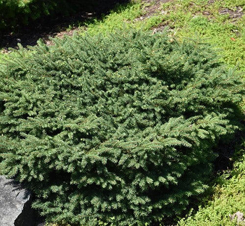 PICEA ABIES NIDIFORMIS / BIRD&