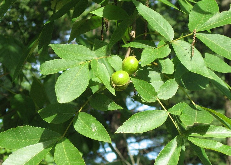 CARYA CORDIFORMIS / BITTERNUT HICKORY