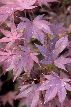 ACER PALMATUM BLOODGOOD / BLOODGOOD JAPANESE MAPLE
