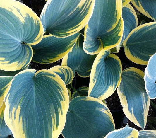 HOSTA FIRST FROST / PLANTAIN LILY