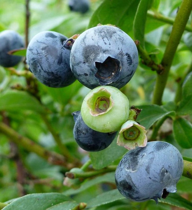 BLUEBERRY NORTHCOUNTRY / NORTHCOUNTRY BLUEBERRY
