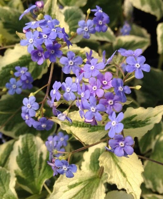 BRUNNERA MACROPHYLLA DAWSON'S WHITE / SIBERIAN BUGLOSS