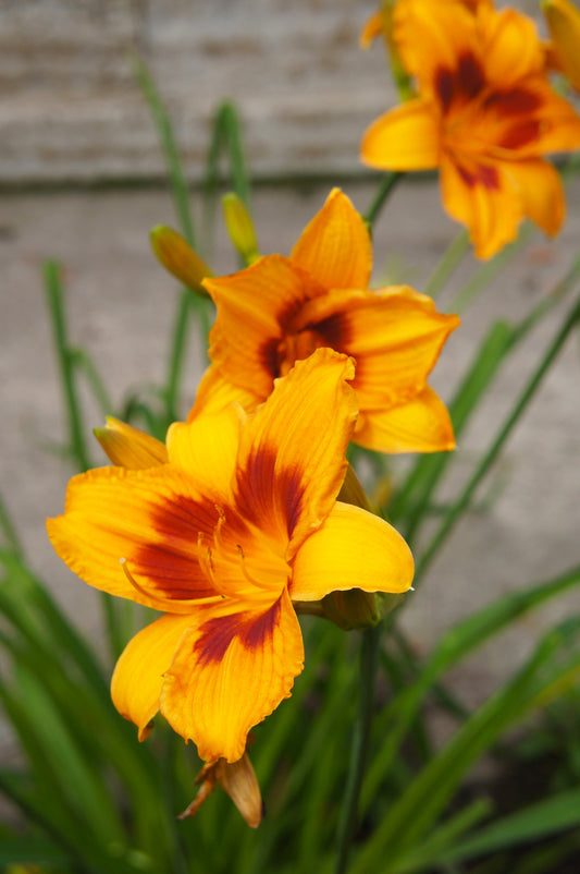 HEMEROCALLIS BONANZA / DAYLILY