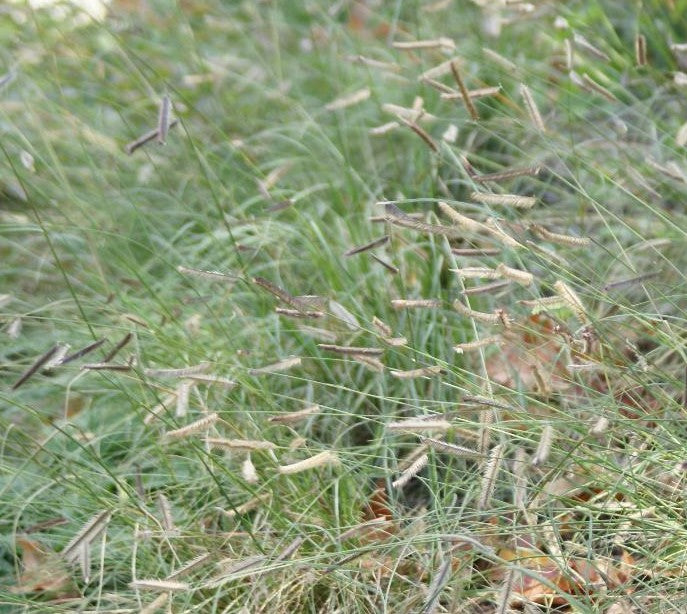 BOUTELOUA GRACILIS / MOSQUITO GRASS