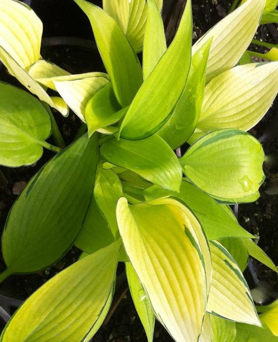 HOSTA JUNE FEVER / PLANTAIN LILY