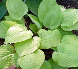 HOSTA DESIGNER GENES / PLANTAIN LILY