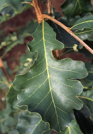 QUERCUS MACROCARPA / BURR OAK