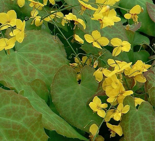 EPIMEDIUM X PERRALCHICUM / BARRENWORT