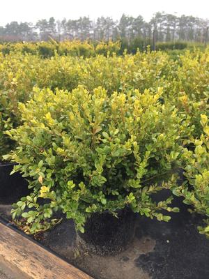 BUXUS MICROPHYLLA FAULKNER / FAULKNER BOXWOOD