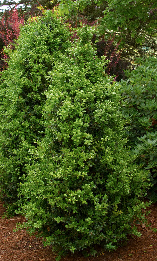 BUXUS SEMPERVIRENS GREEN TOWER® / GREEN TOWER® ENGLISH BOXWOOD