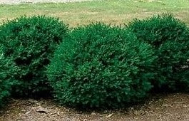 BUXUS X GREEN MOUND / GREEN MOUND BOXWOOD