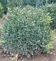 BUXUS X GREEN VELVET / GREEN VELVET BOXWOOD