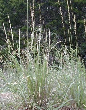 BOUTELOUA CURTIPENDULA / SIDE OATS GRAMA