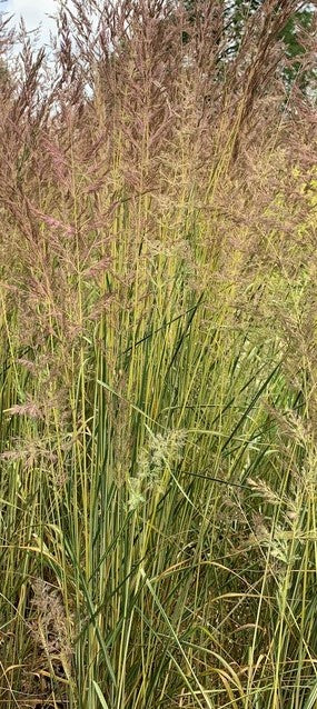 CALAMAGROSTIS ACUTIFLORA ELDORADO / REED GRASS