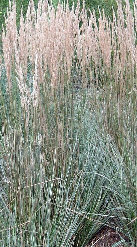CALAMAGROSTIS ACUTIFLORA OVERDAM / VARIEGATED FEATHER REED GRASS